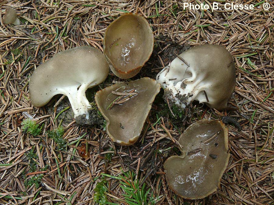 Helvella confusa