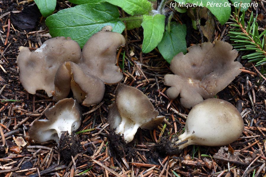 Helvella confusa