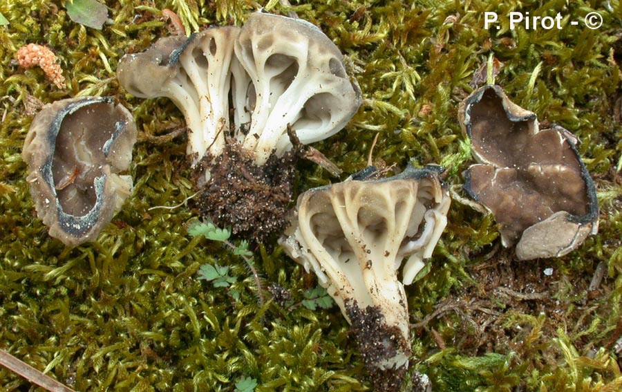 Helvella costifera