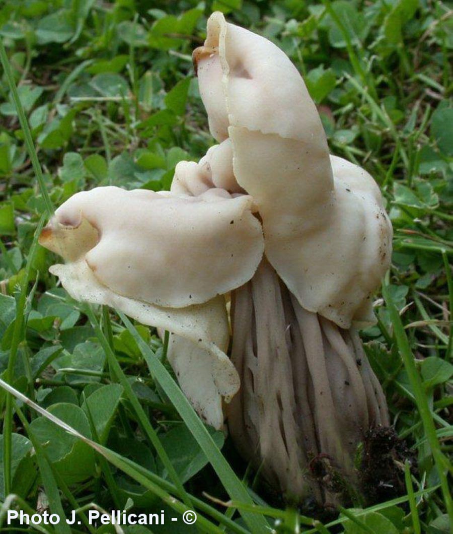 Helvella crispa var. pithyophila