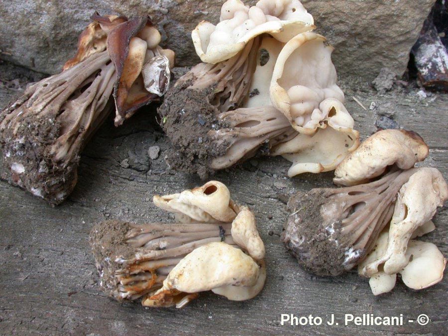 Helvella crispa var. pithyophila