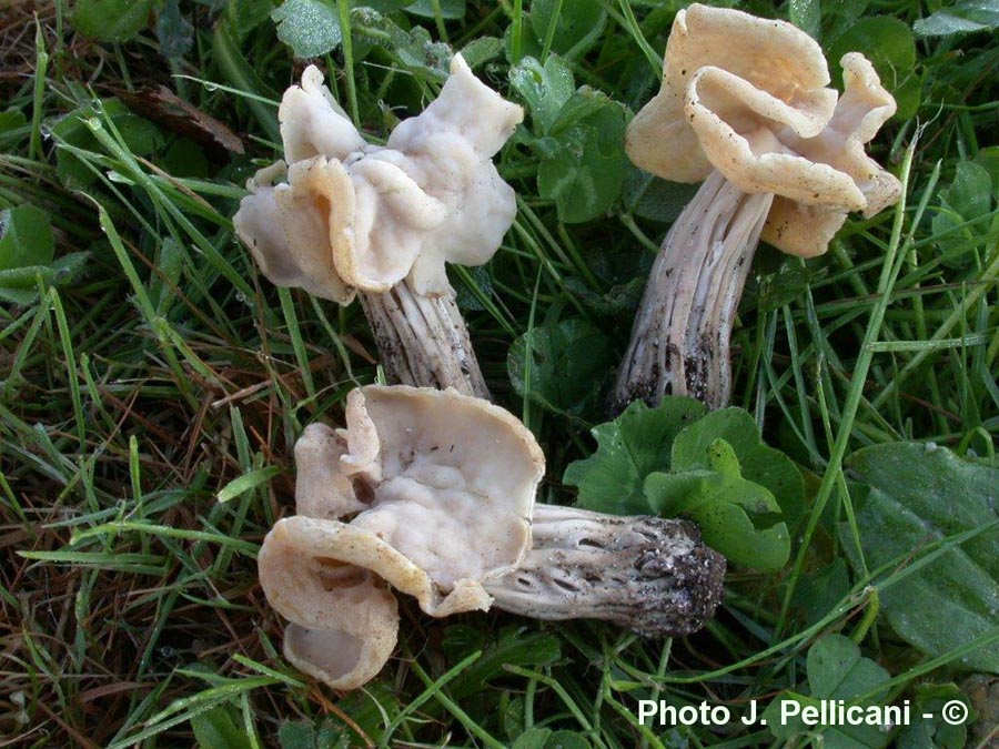 Helvella crispa var. pithyophila