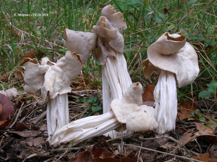 Helvella crispa