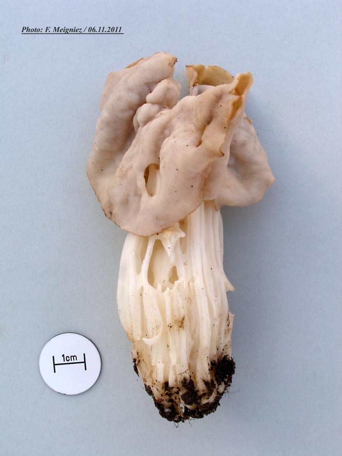 Helvella crispa