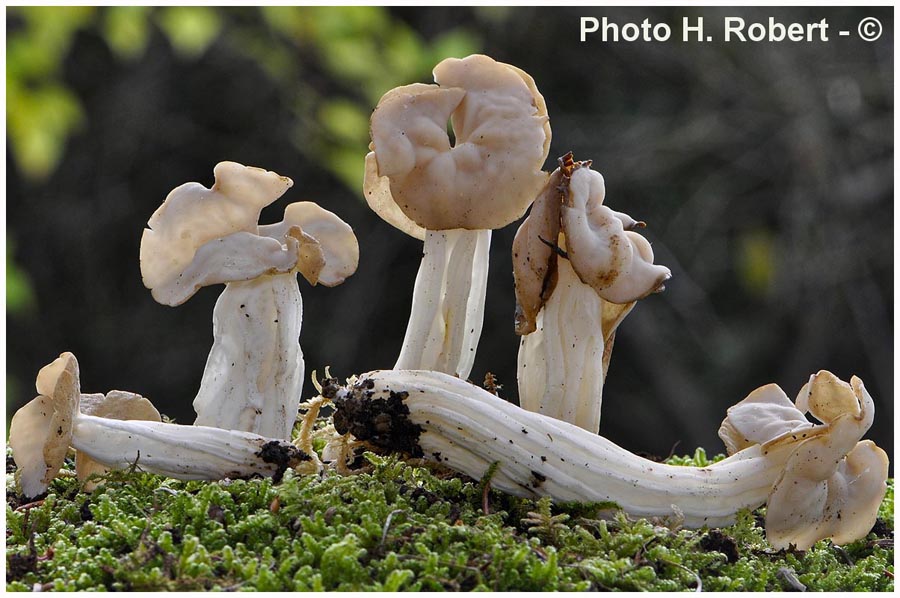 Helvella crispa