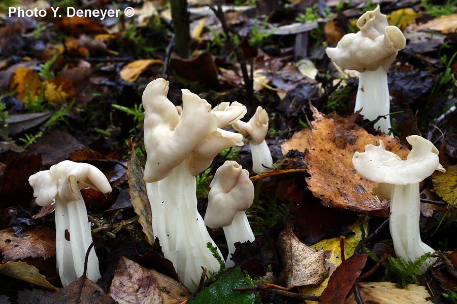 Helvella crispa