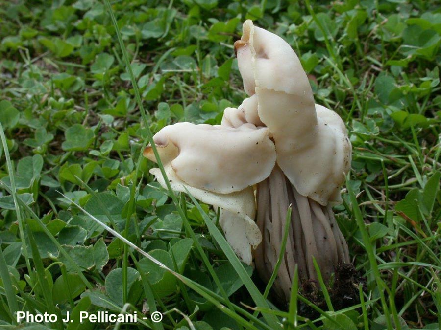 Helvella pityophila