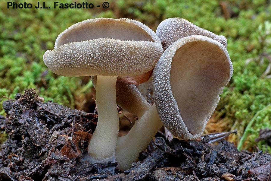 Helvella cupuliformis