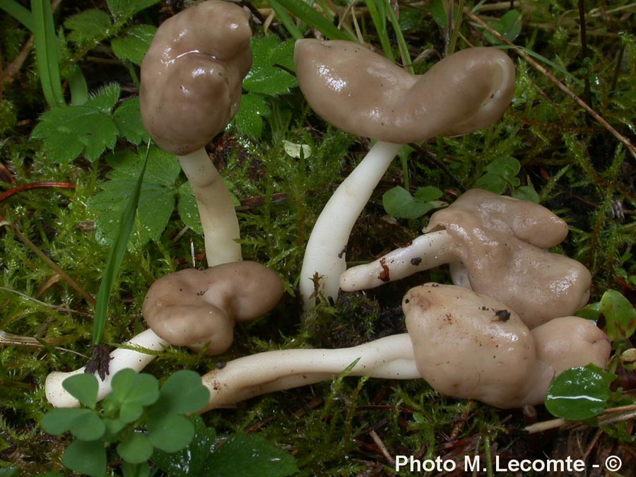 Helvella elastica