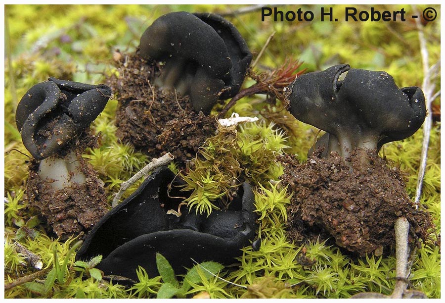 Helvella helvellula