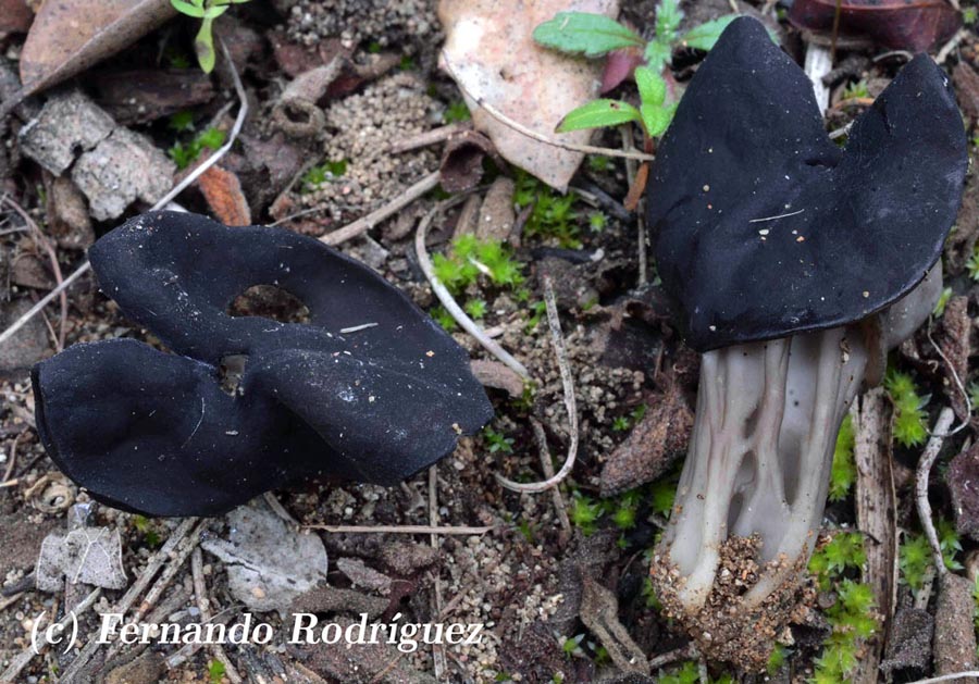 Helvella juniperi