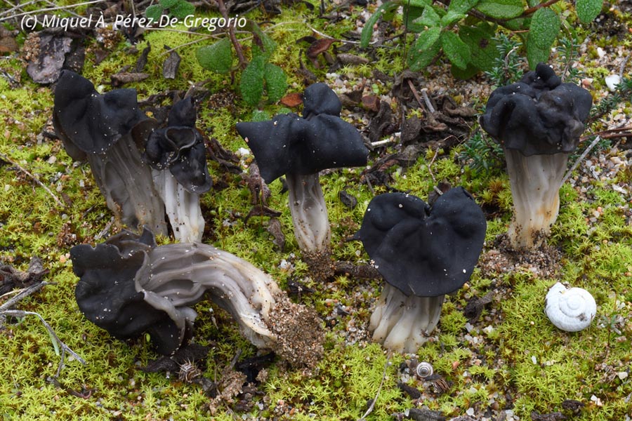 Helvella juniperi