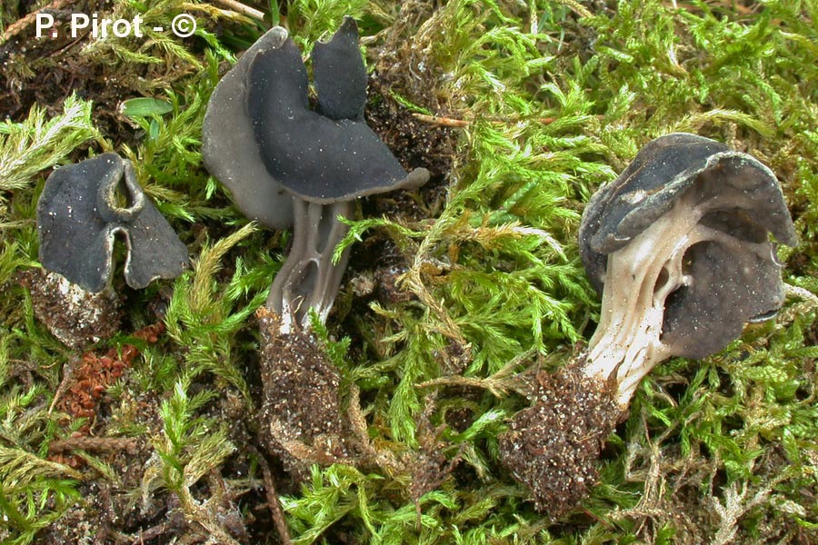 Helvella lacunosa var. sulcata