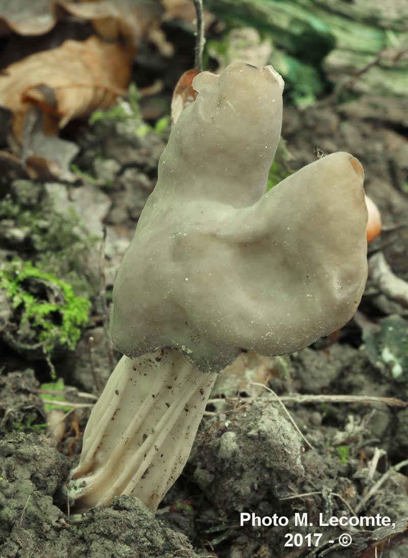 Helvella lacunosa