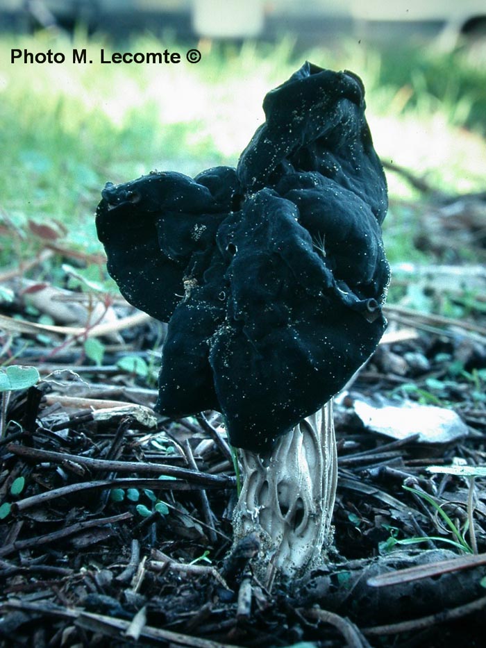 Helvella lacunosa