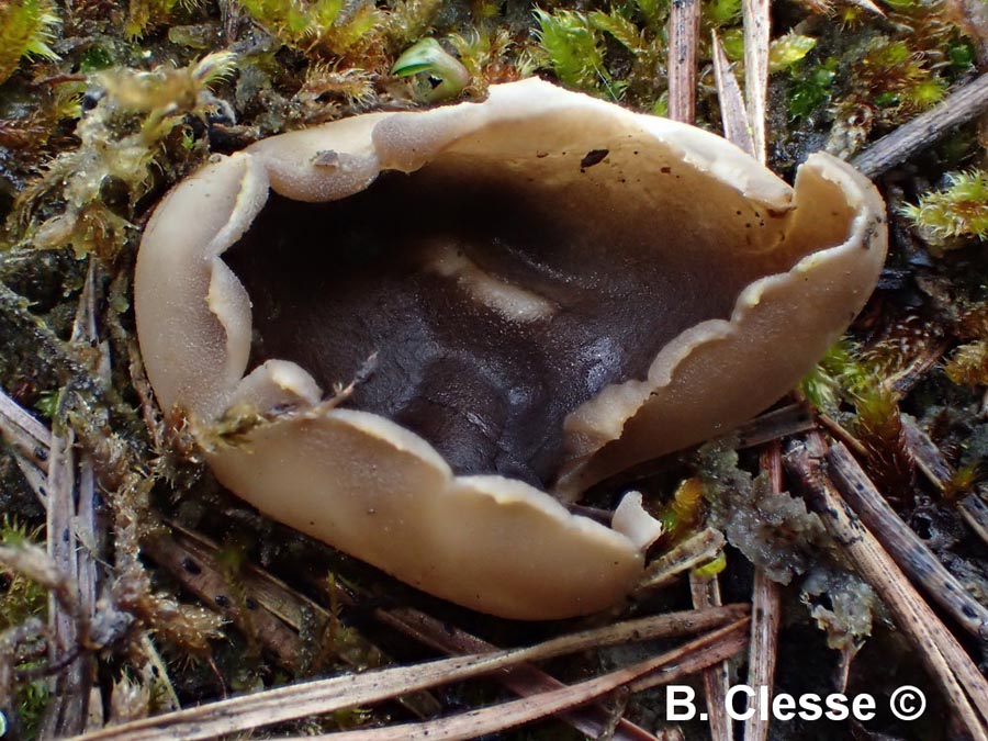 Helvella leucomelaena (Dissingia leucomelaena)