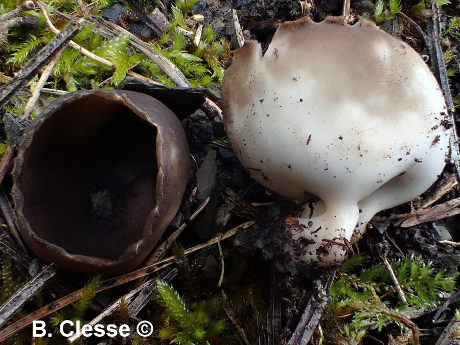 Helvella leucomelaena (Dissingia leucomelaena)