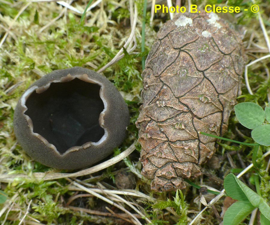 Helvella leucomelaena