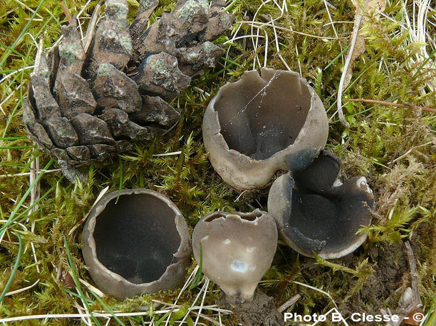 Helvella leucomelaena (Dissingia leucomelaena)