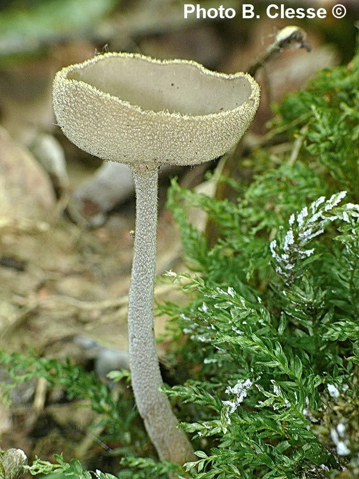 Helvella macropus