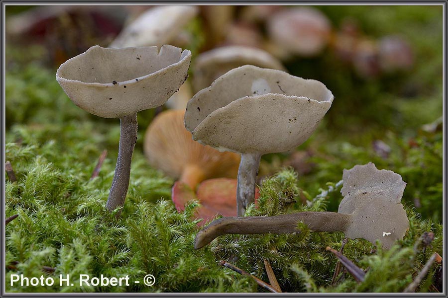 Helvella macropus