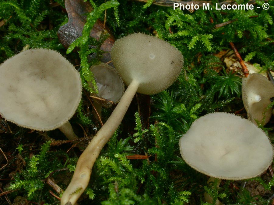 Helvella macropus