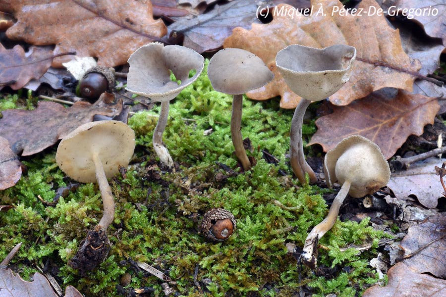 Helvella macropus