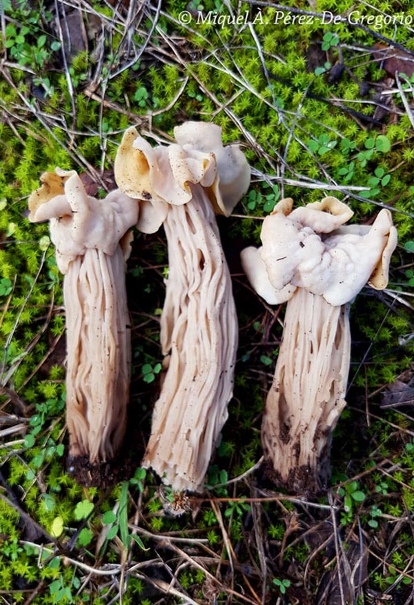 Helvella pithyophila