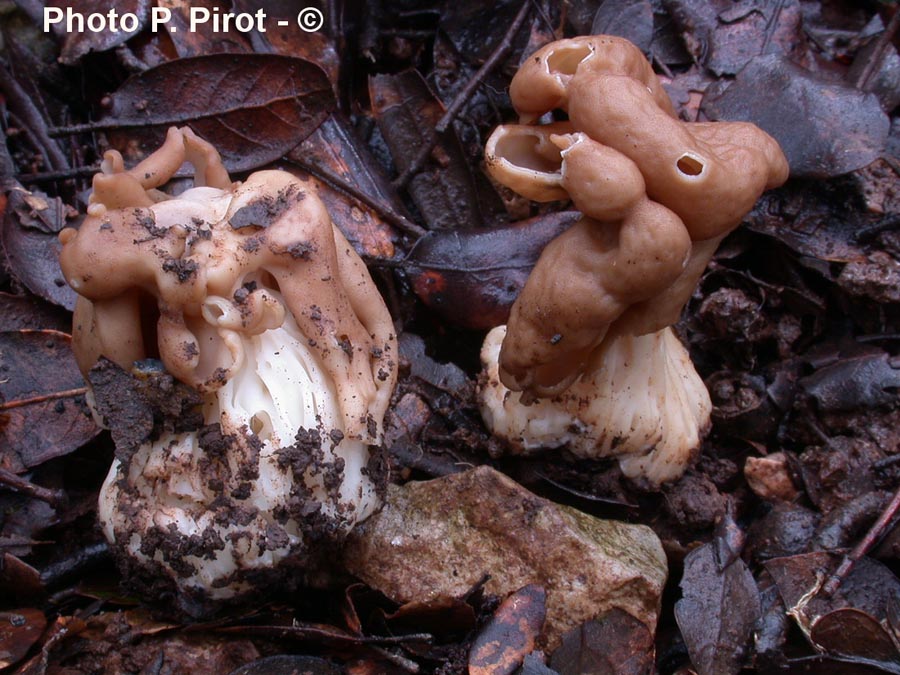 Hypholoma ericaeoides