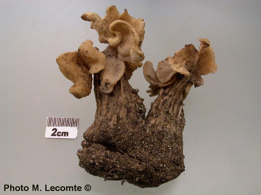 Helvella pithyophila