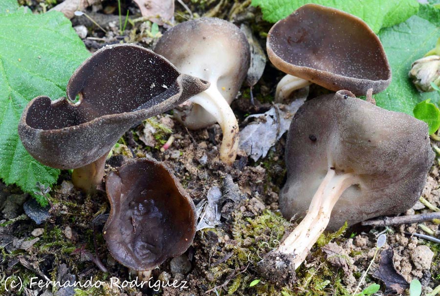 Helvella queletii