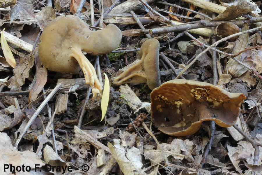 Helvella queletii