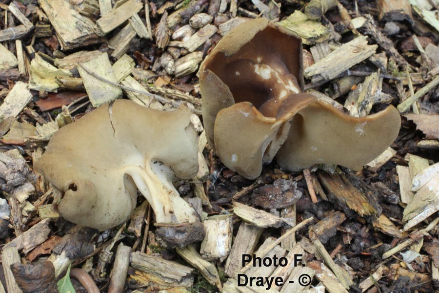 Helvella queletii