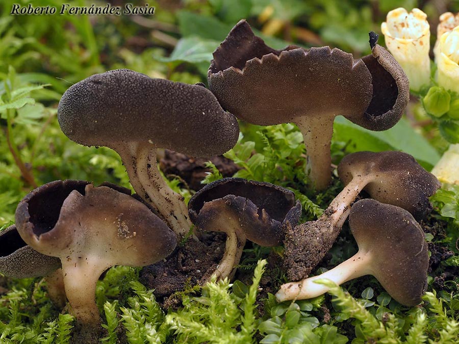 Helvella queletii