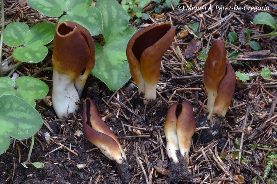 Helvella silvicola