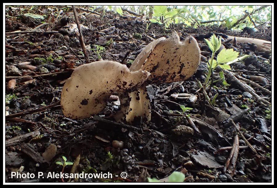 Helvella solitaria