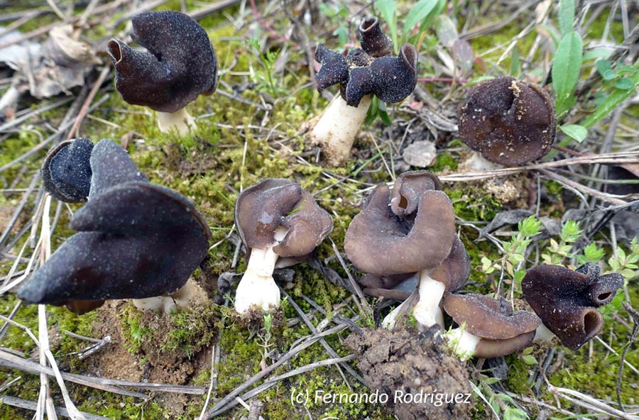 Helvella spadicea