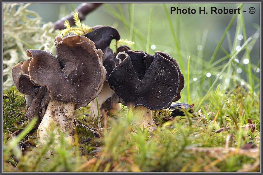 Helvella spadicea