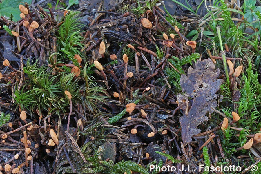 Heyderia cucullata (Heyderia cucullata)