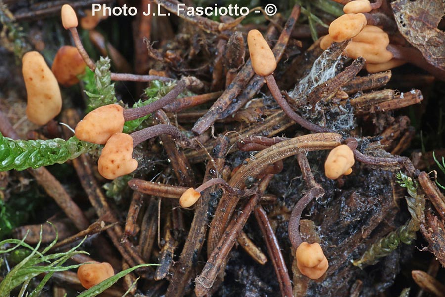 Heyderia cucullata (Heyderia cucullata)