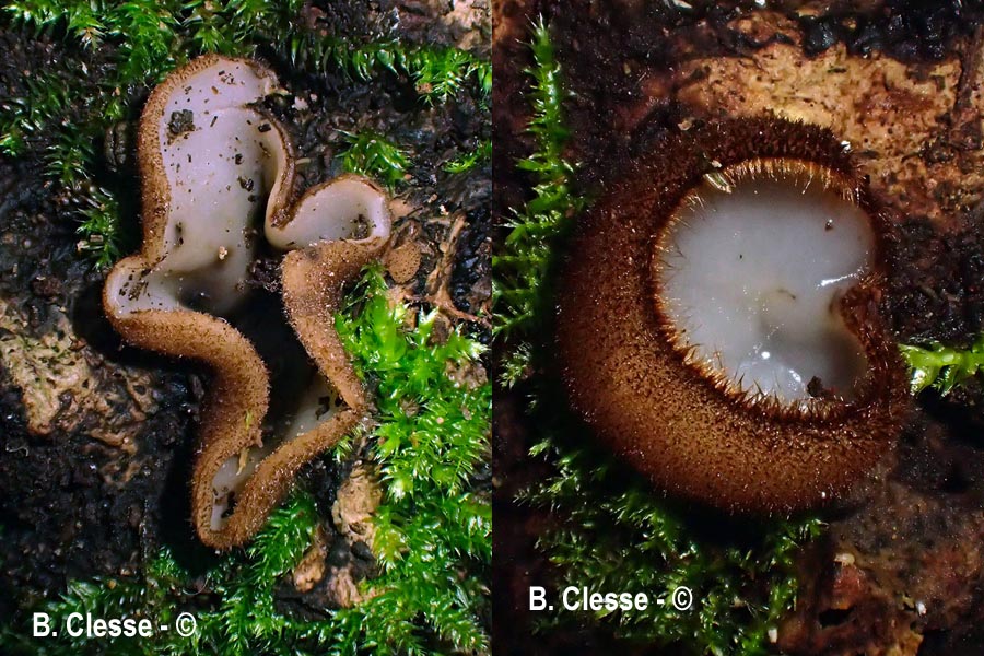 Humaria hemisphaerica