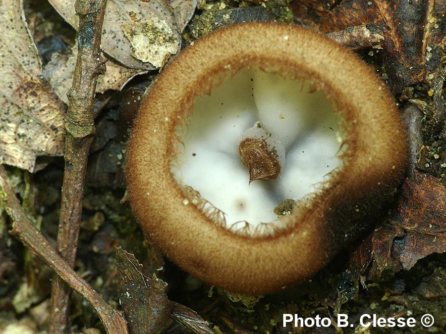 Humaria hemisphaerica