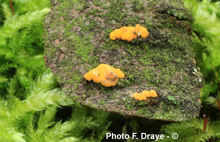 Hymenoscyphus conscriptum