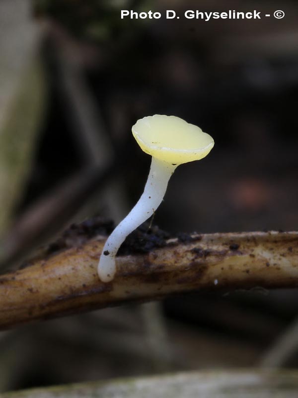 Hymenoscyphus menthae