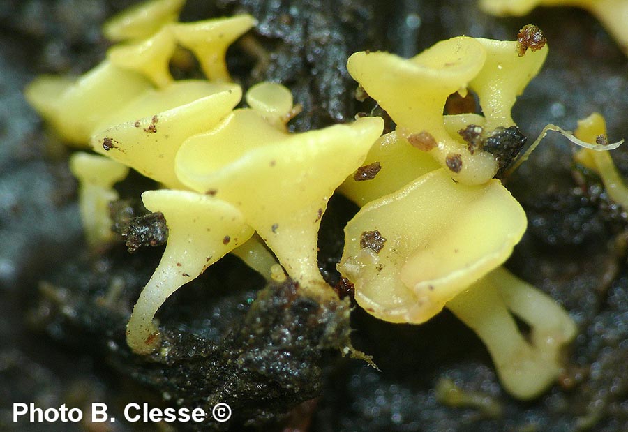 Hymenoscyphus peruni