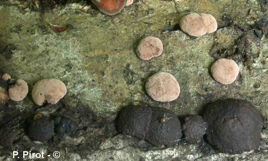 Hypoxylon cohaerens var. microsporum