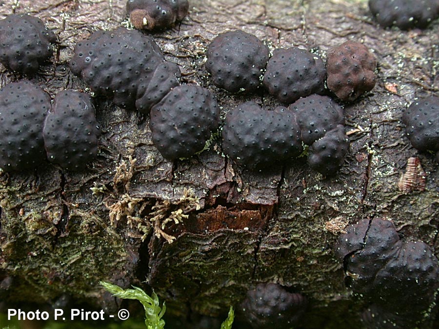 Hypoxylon cohaerens var. microsporum