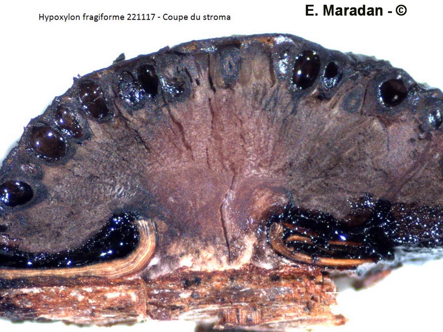 Hypoxylon fragiforme