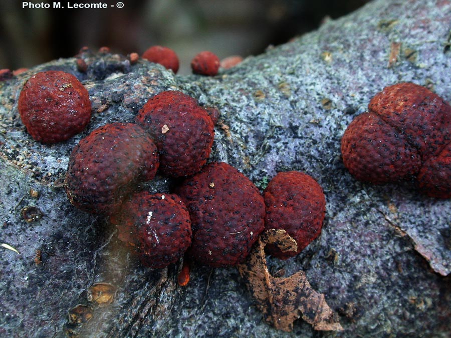 Hypoxylon fragiforme