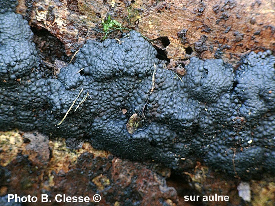 Hypoxylon multiforme